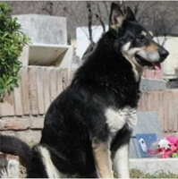 Capitan sits by his former owners graveside everyday.