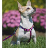 Lupine Patterned Dog Collar, Harness, Leash 1/2 inch 1033B