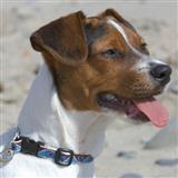 Lupine Patterned Dog Collar, Harness, Leash 1/2 inch 1033B