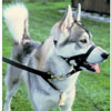 Coastal® Holt® Headcollars 1750e