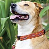 Lupine Patterned Collars, Harnesses and Leashes 1 inch 2618b