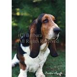 Outdoor Breed Flags with Images by Photographer Barbara Augello 5775E