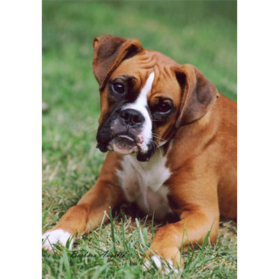 Artist Outdoor Breed Flags 5775E
