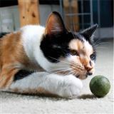 Pawbreakers!® Catnip Candy for Cats 7811b