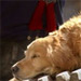 Canine Heroes of 9/11