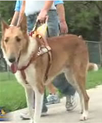 Ace leads Patty Spellman into independence.