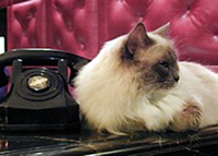 Matilda sits among the guest at the Algonquin Hotel in New York.