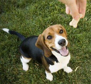 The lovable Beagle has ousted the tiny Yorkie to become the third most popular breed in the United States for 2011.
