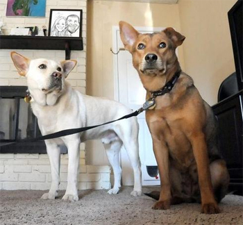 Ben (l) and Jade only want to be with each other. Ben traveled 10 miles in freezing weather to be reunited with her.