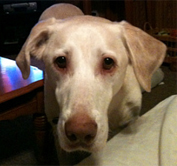 Benny is a hero to his owner following a lawn mower accident.