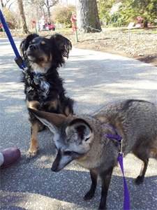 Blakely and a bat-eared fox.