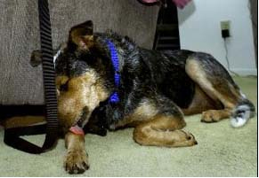 Blue licks his wounds.