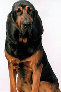 Abby