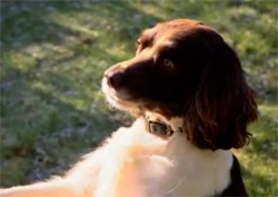 Bouncer is devoted to his owner Paula.