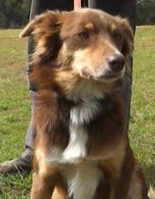 Loyal Boydy stayed with his owner and kept him warm during his 4-day ordeal.