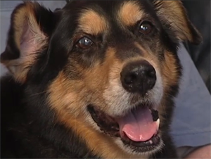 Bradley knew just what to do to save his unconscious owner.