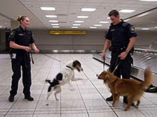 Sniffer Dogs in Calgary Airport