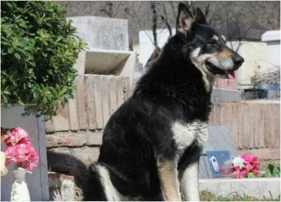 Capitan has sat at his former owner's grave side for the past 6 years, refusing to leave his side.