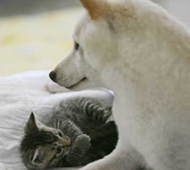 Snowie watches over her kittens. (Photo by Jamm Aquino/Star-Bulletin)