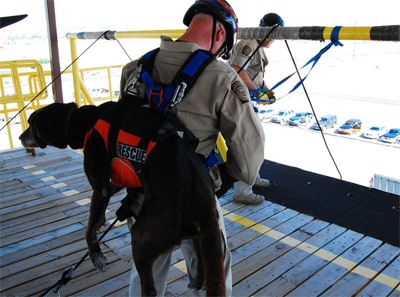 Chelsea and her handler must often rappel from helicopters to save lives.