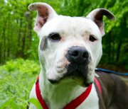 Chilly saves her owner before she is able to suffocate.