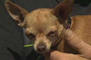 Little Chloe saved her family from a big fire.