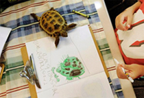 A tortoise walks onto the coloring project of a tortoise by Gavin Thoen in the first grade classroom of Dawn Slinger in Farmington, Minn.
