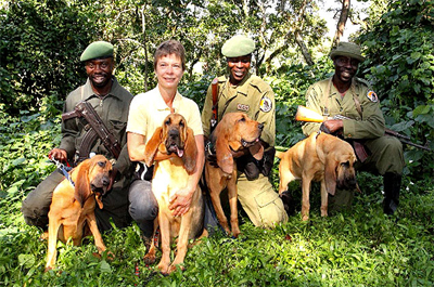Rangers in the Democratic Republic of Congo are using Bloodhounds to track down elephant poachers.
