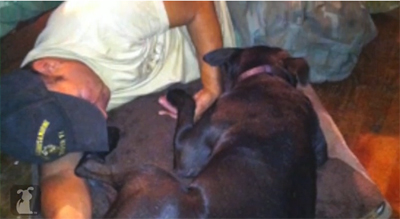 When Blade met DD, he laid down on her bed and curled up with her and just held her paw.