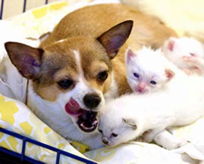 Daisy Cares For New Kittens