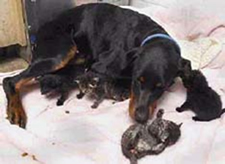 Doberman Mothers Kittens