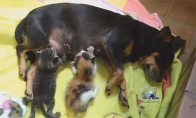 The little mom and her kittens. (Photo CBS Channel 11 News Dallas)