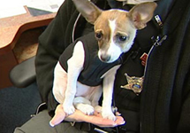 Drug-Sniffing Midge