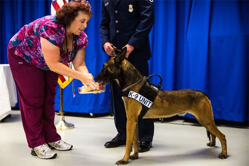 Now retired Military Working Dog Eddie enjoys his peanut butter and banana cake.