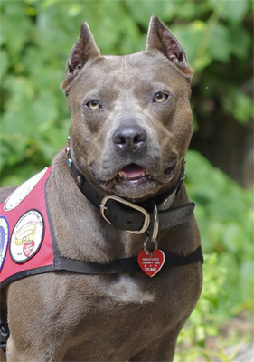 Elle also works as a therapy dog, helping children overcome their fear of dogs. (Photo by American Humane Association.