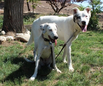 Eve and Dillon have learned to lean on each other for sight and sound.