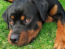 Rottweiler Rescues Woman From Burnin Car