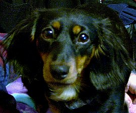 Fancy's quick action saved her family from a fire that destroyed the house.