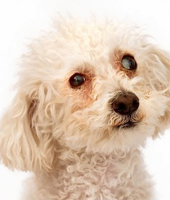 This is Fiona today. She was voted the ASPCA Dog of the Year.
