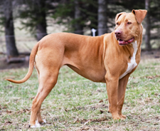 Pit Bull Saves Injured Neighbor