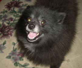 Gangsta saved his owner's life after she had an epileptic seizure while in the shower.