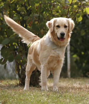 The gentle and loving Golden Retriever regains its place as the 3rd most popular dog.