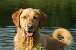 Golden Saves Drowning Boy