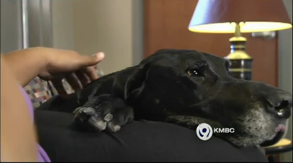 Hank risk his life to prevent his owner from being further abused and opens the door for many other animals. Photo by KMBC News