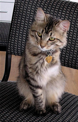 Even though he only has three legs, little Henry is a big inspiration to many around the world.