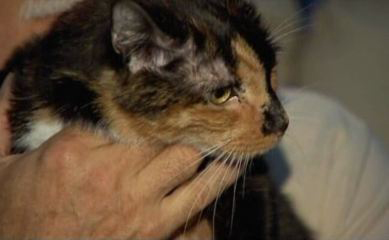 Holly is reunited with her owners after traveling 190 miles.