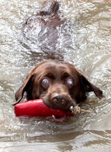 Jack loves to retrieve in the water even though he is blind. (c)Caters News Agency