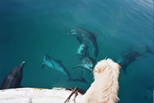 Joker watching his dolphin friends.