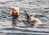 Joker swimming with his dolphin friend.