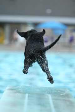 Jordan leaps from the dock during a recent Dockdogs event. Photo by Jeff Banaszek